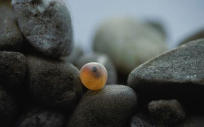 Séminaire FIBER 2026