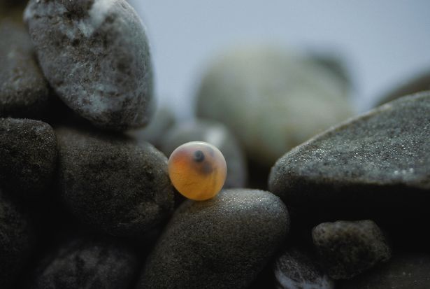 Séminaire FIBER 2026