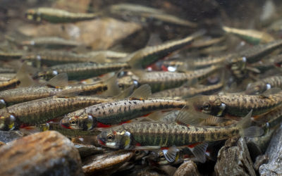 Vairon – Poisson de l&rsquo;année 2026