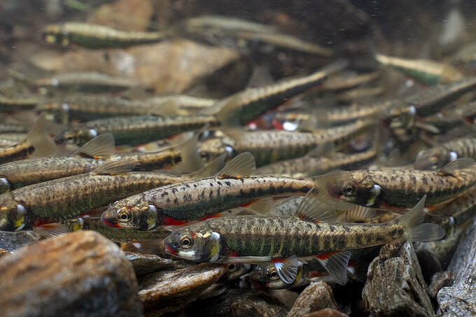 Vairon – Poisson de l&rsquo;année 2026